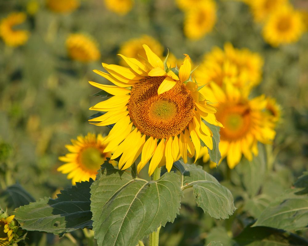 Photograph by Екатерина Крючкова