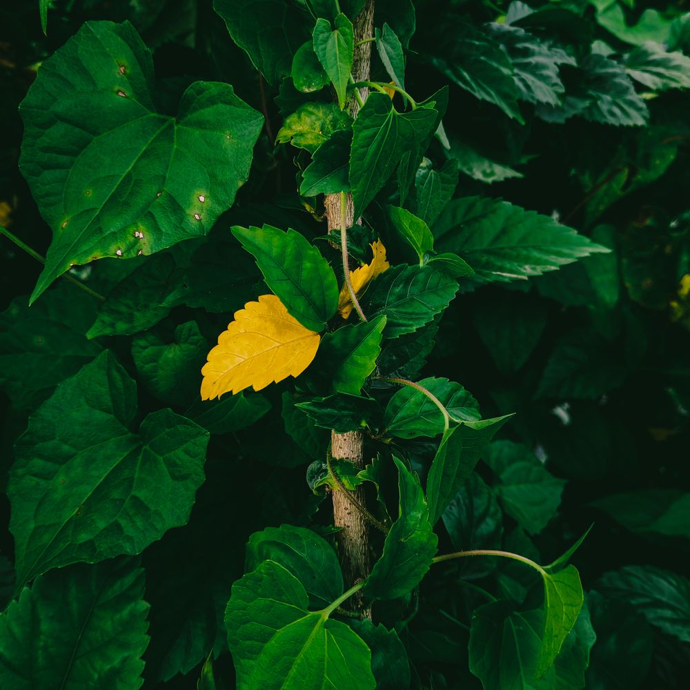 Photograph by LIMON DEY