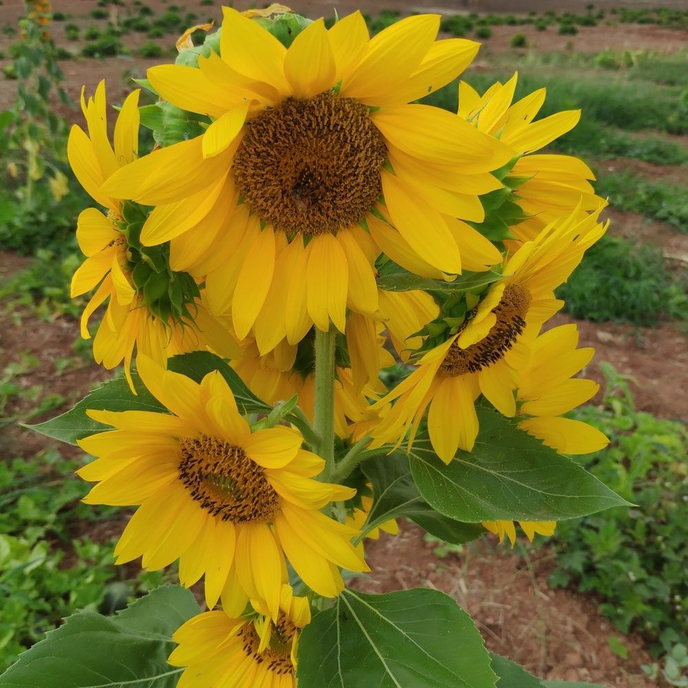 Photograph by Marzio Fattorini