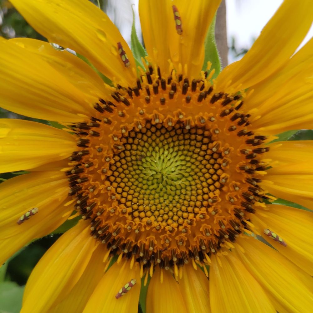 Photograph by Marzio Fattorini