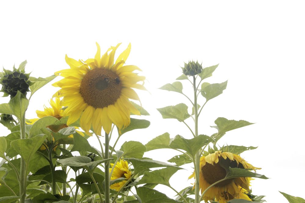 Photograph by Анна Мещерина