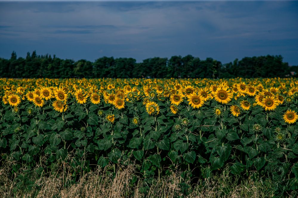 Photograph by Дмитрий Пасынков
