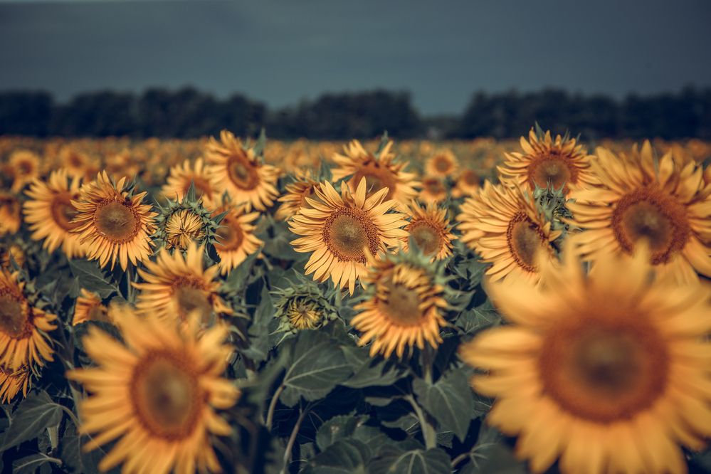 Photograph by Дмитрий Пасынков