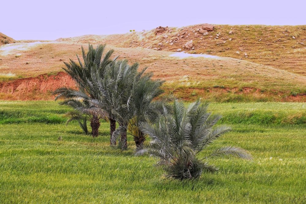 Photograph by Ali Ahmadian