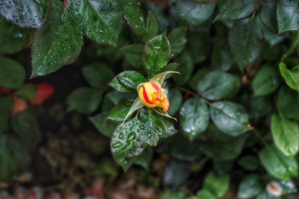 Photograph by Ali Ahmadian