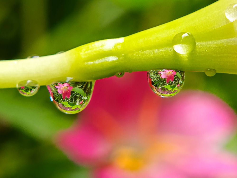 Photograph by Mrinal Saha