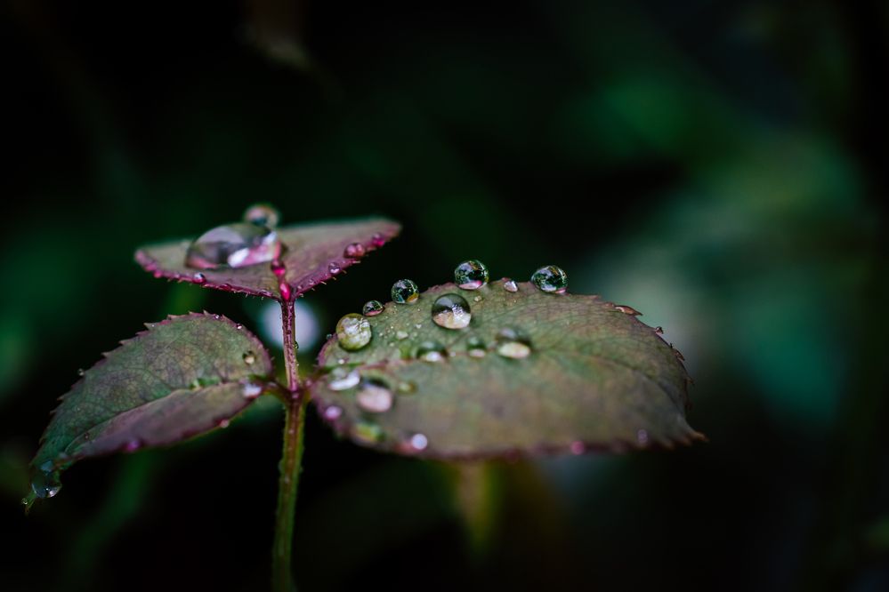 Photograph by Jamal Uddin