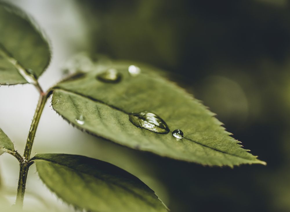 Photograph by Jamal Uddin