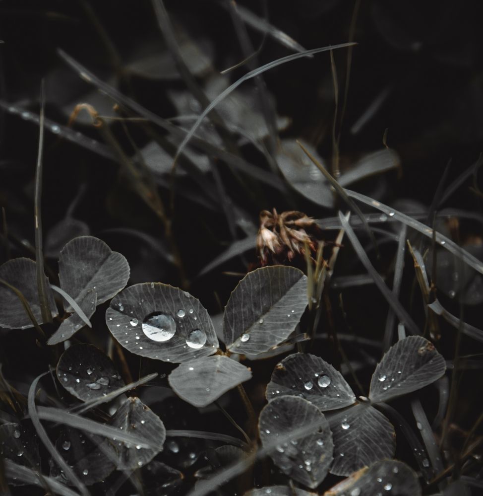 Photograph by Jamal Uddin