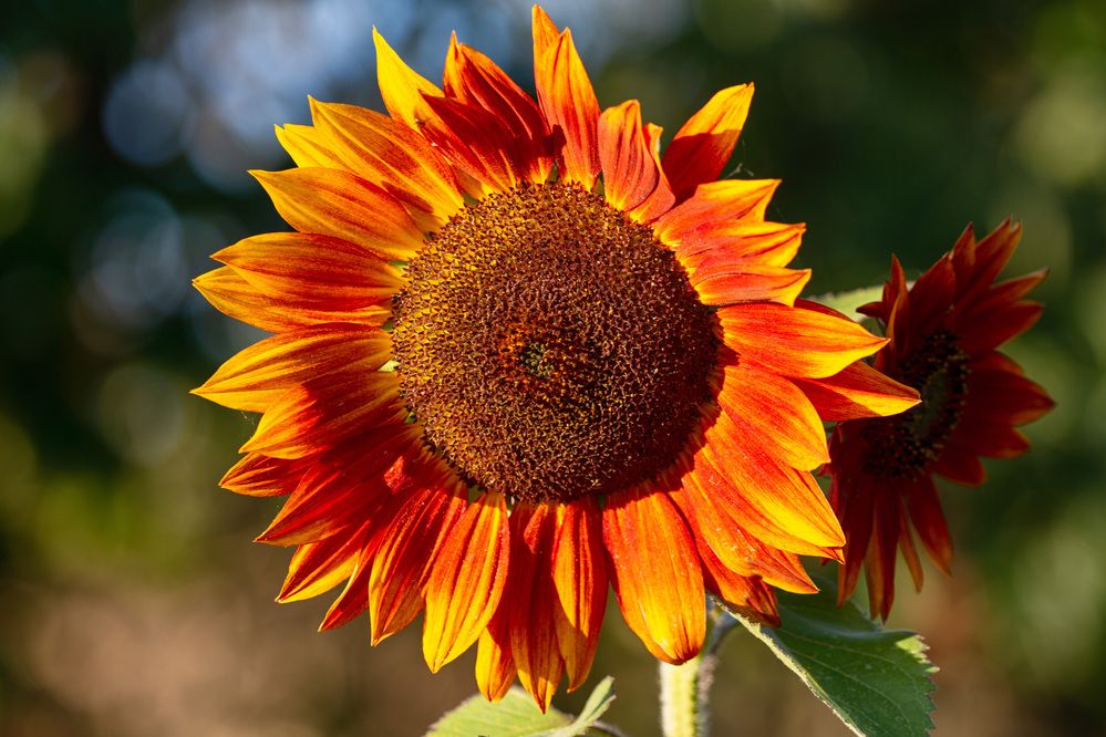 Photograph by ЕЛЕНА Рохо-Фернандес