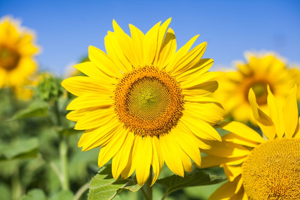 Photograph by Алексей Пирязев