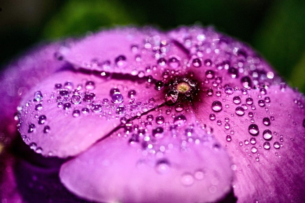 Photograph by Manish Rao