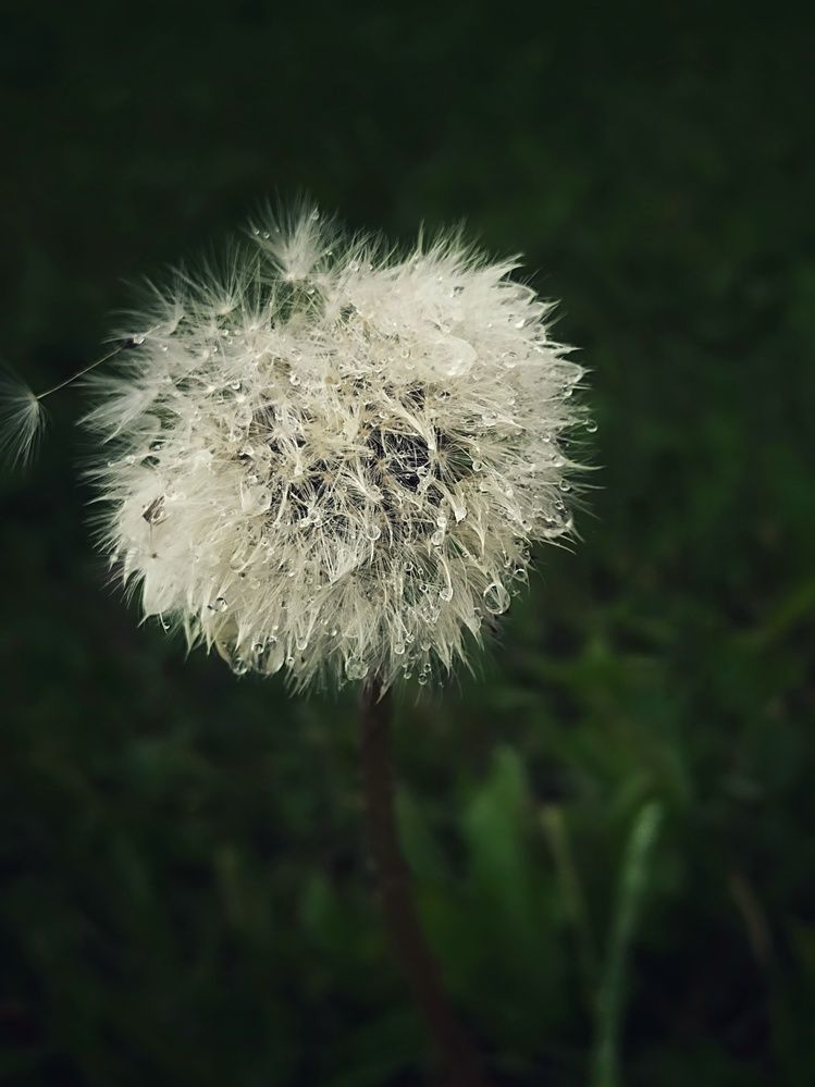 Photograph by Ирина Семенович