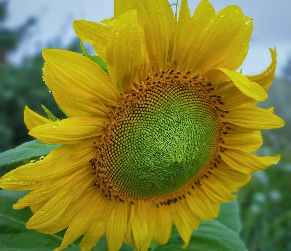 Photograph by Ольга Мартьянова