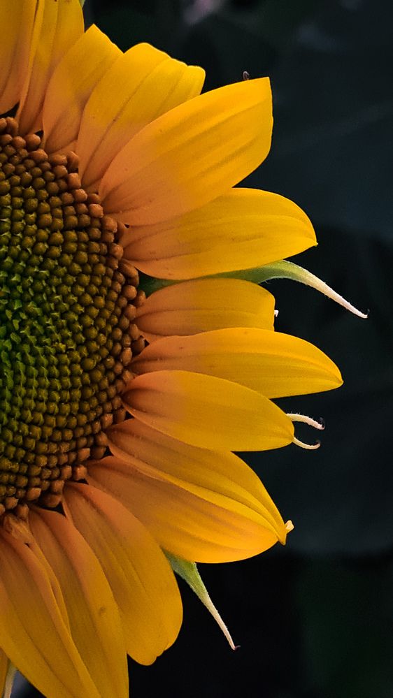 Photograph by Елена Гунько