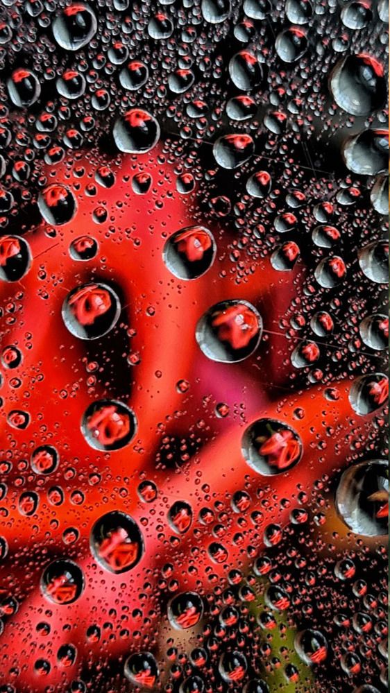 Photograph by Елена Гунько