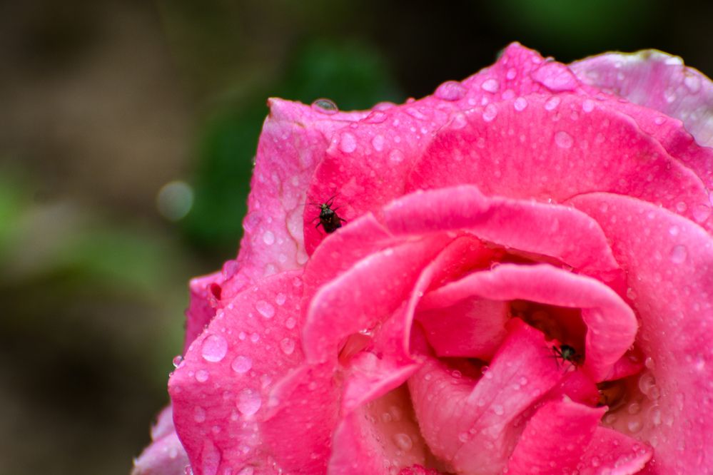 Photograph by Анастасия Гурова