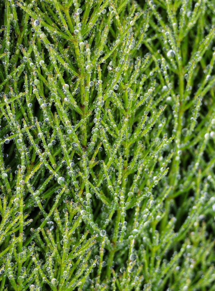 После дождя