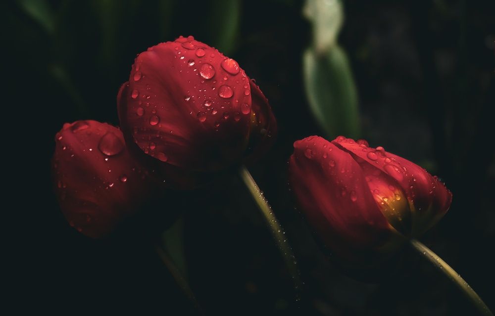 Photograph by Даниил Сырбу