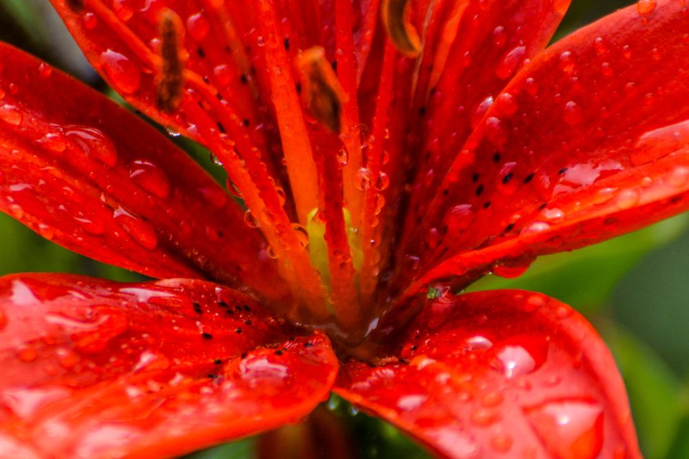 Photograph by Анастасия Гурова