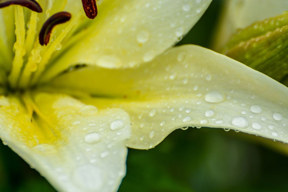 Photograph by Анастасия Гурова