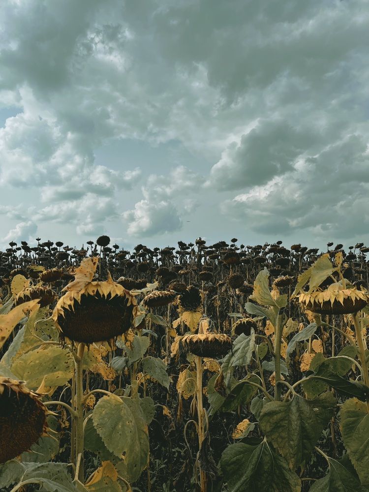 Photograph by Ольга Ручьева