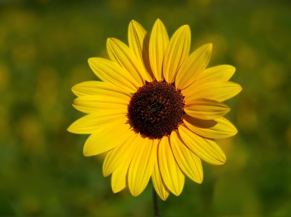 Одинокий подсолнух.