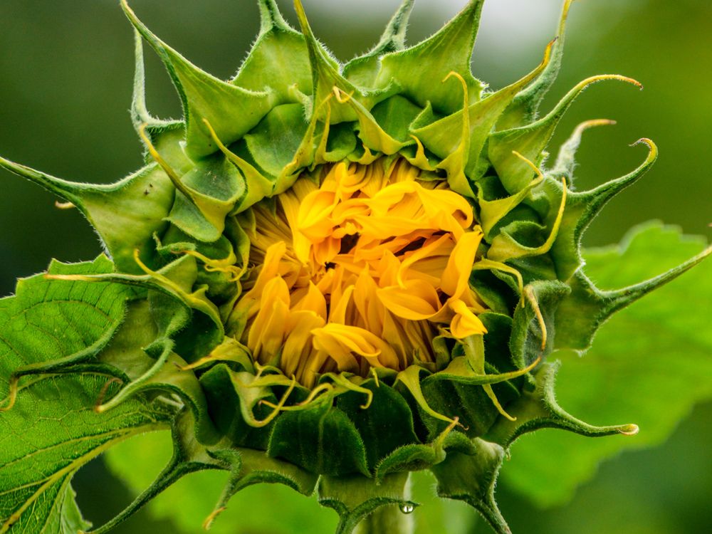 Photograph by Анастасия Гурова