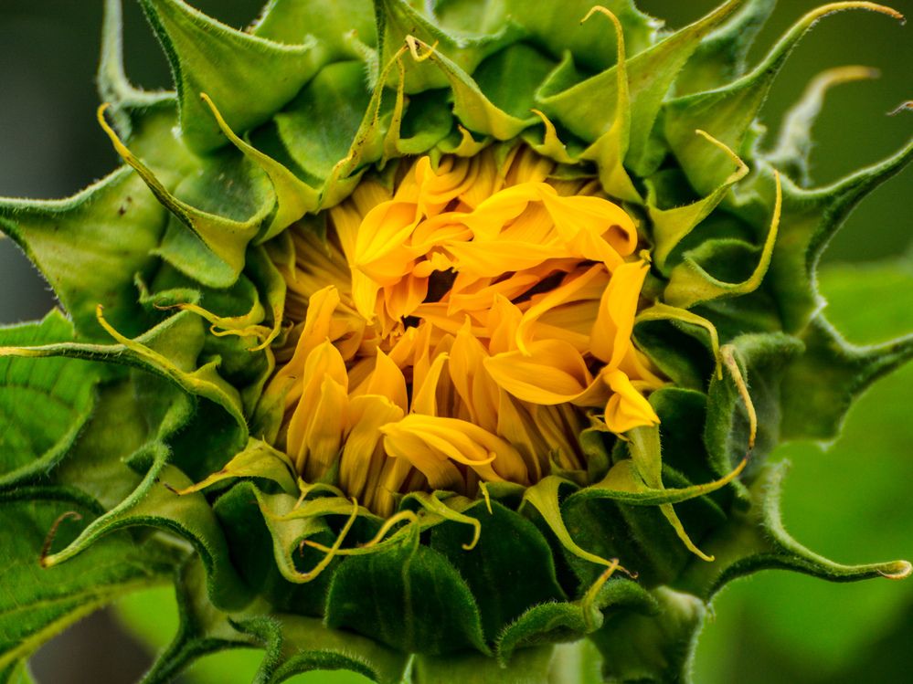 Photograph by Анастасия Гурова