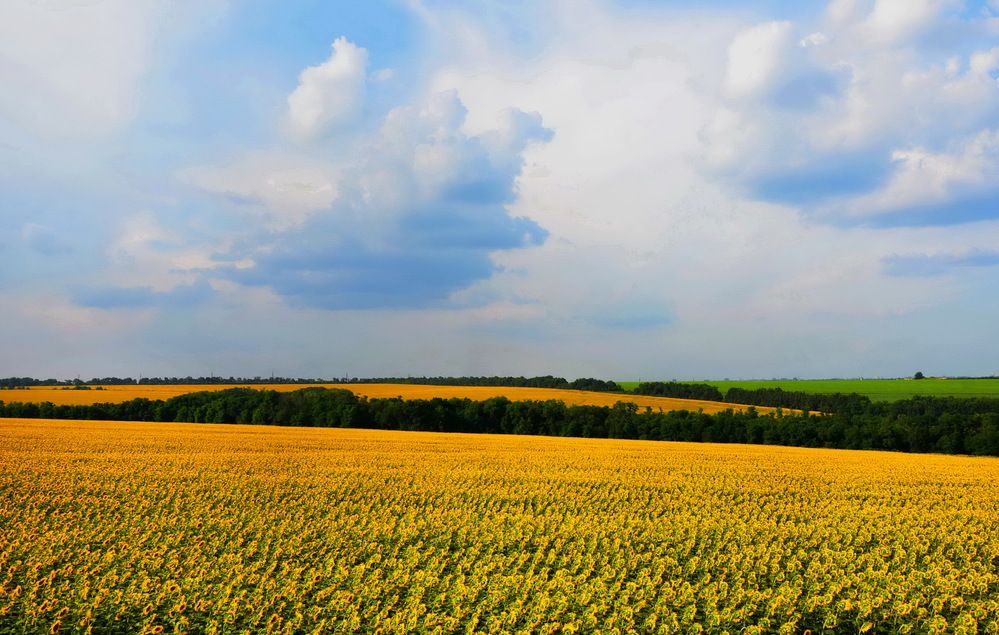 Фотография автора ВЛАДИМИР Тертышник