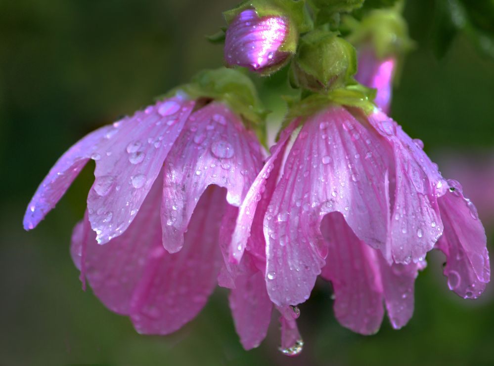 Photograph by Зоя Быкова