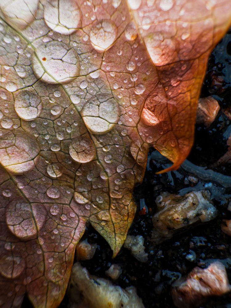 Фотография автора Elga Shtern