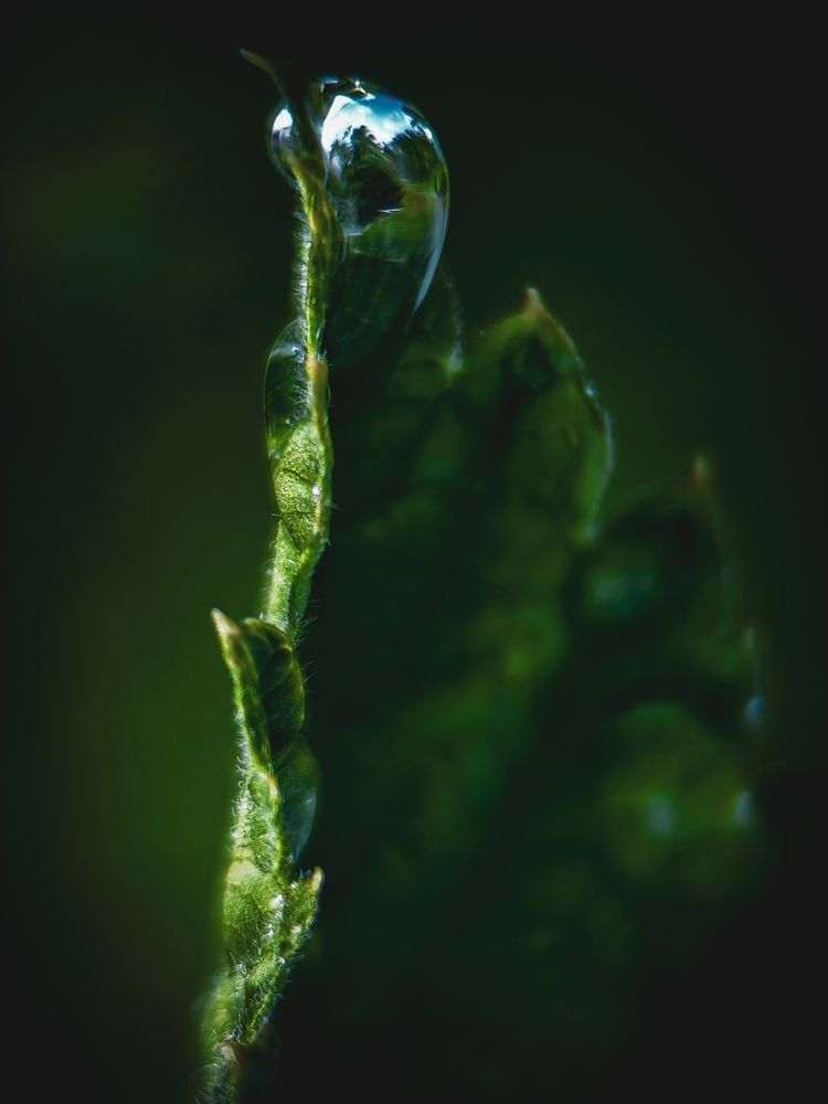 Photograph by Анна Хлыстова