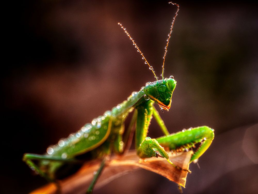 Фотография автора David Solodar