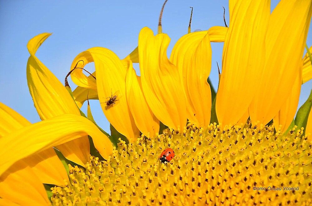 Солнышко на подсолнушке