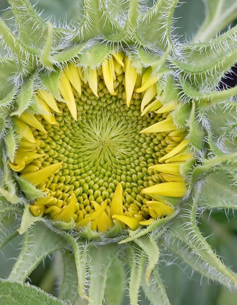 Photograph by Елена Коробченко