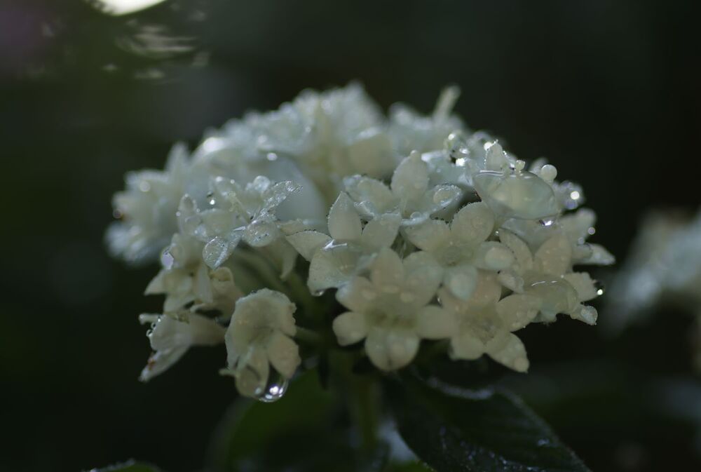 Photograph by Merav Zuberman Perkal