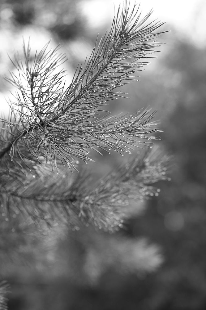 Photograph by Оксана Серёгина