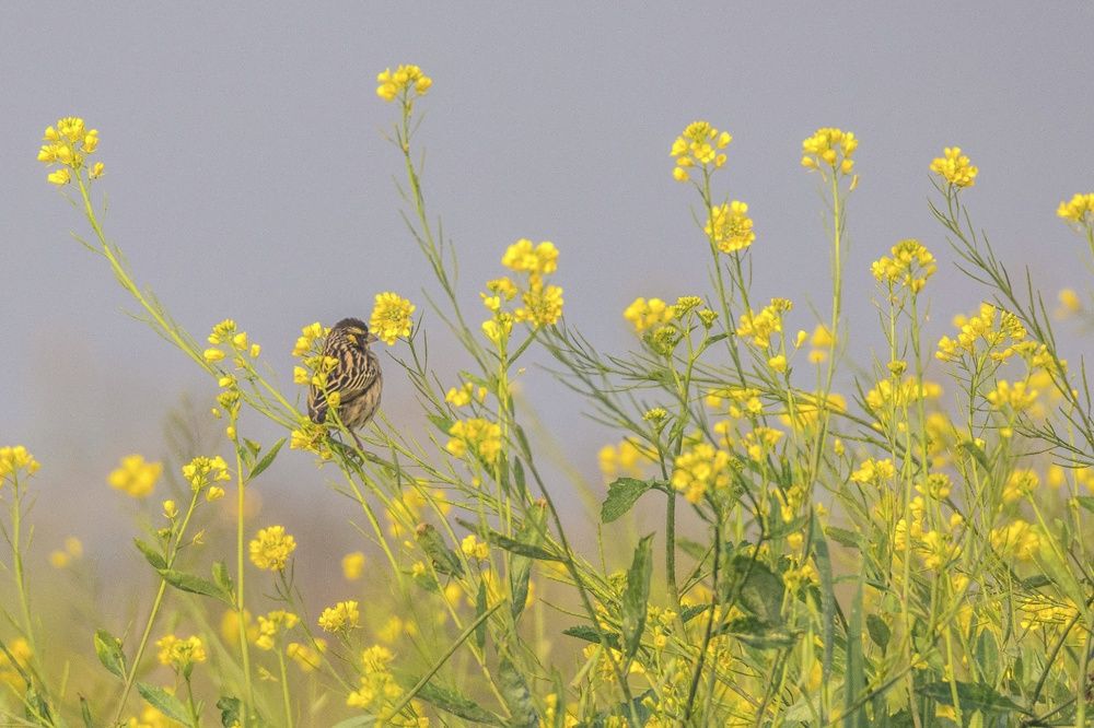 Photograph by Shalini Jain