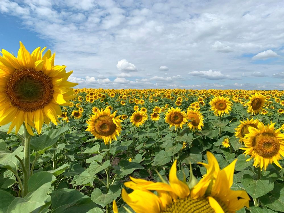 Photograph by Svetlana Rashidova