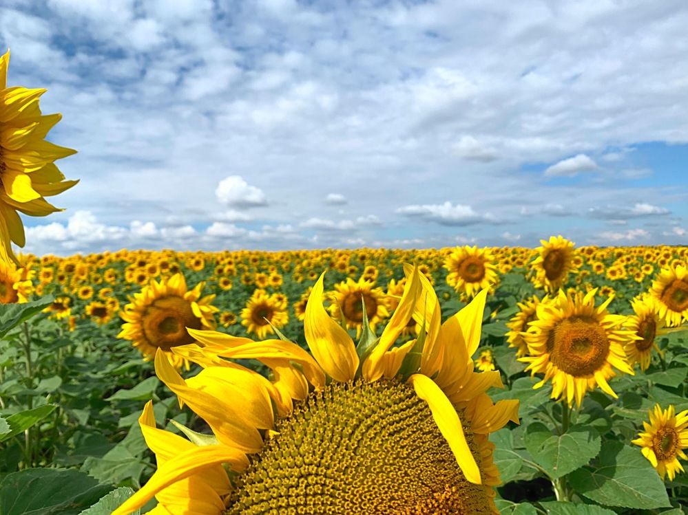 Photograph by Svetlana Rashidova