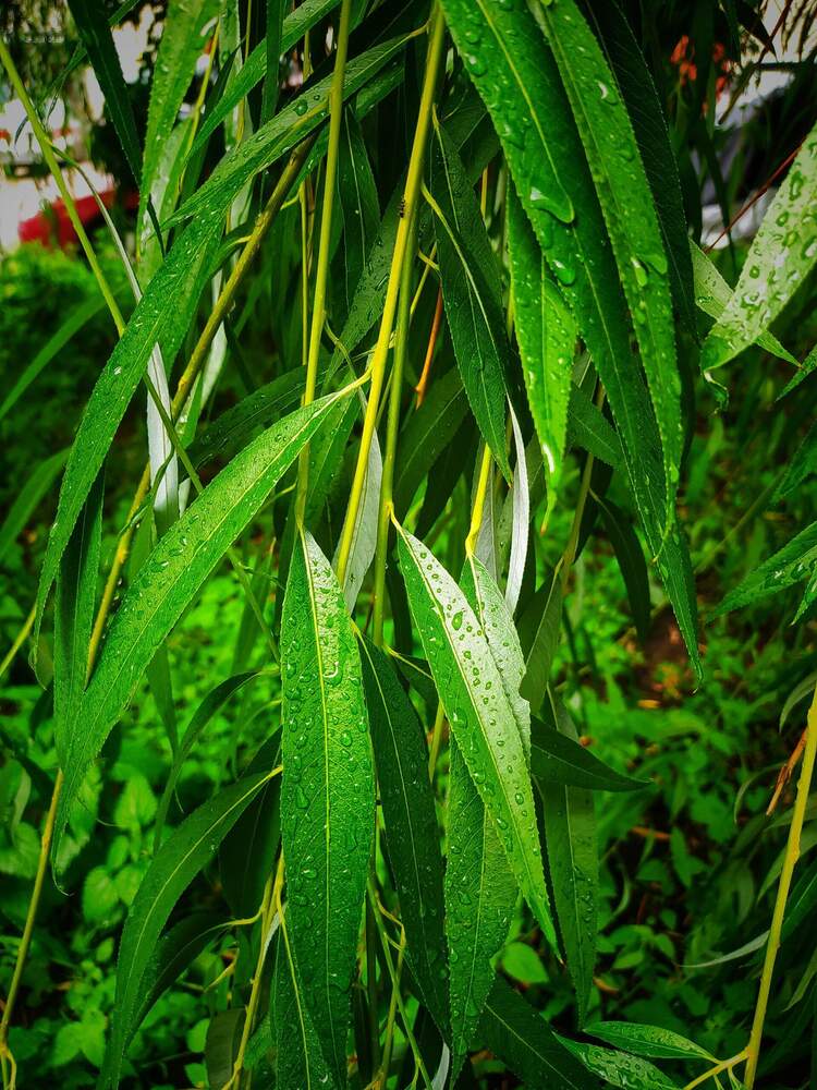 Photograph by Настя Настена