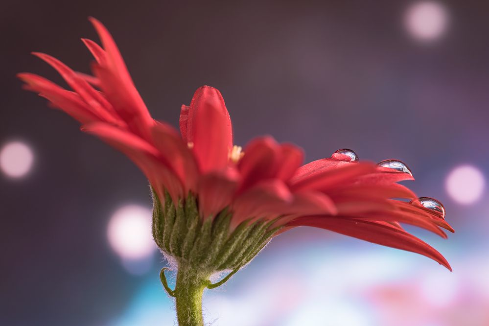 Photograph by Massimo Tamajo