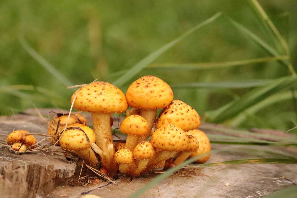 Photograph by Екатерина Александровна