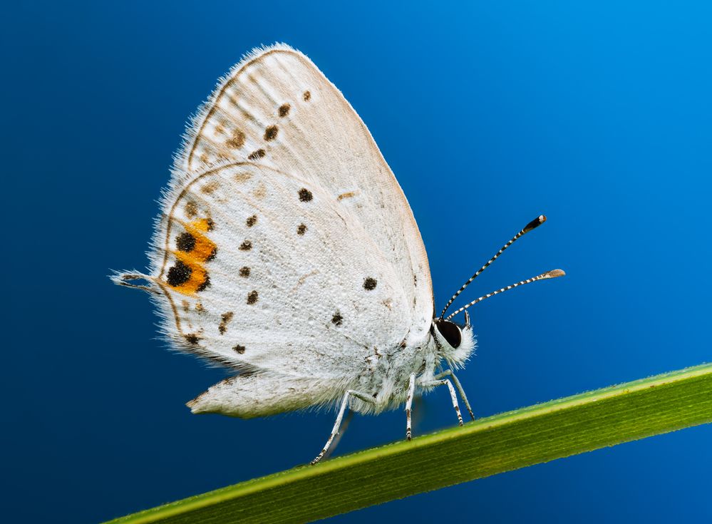 Short-tailed blue