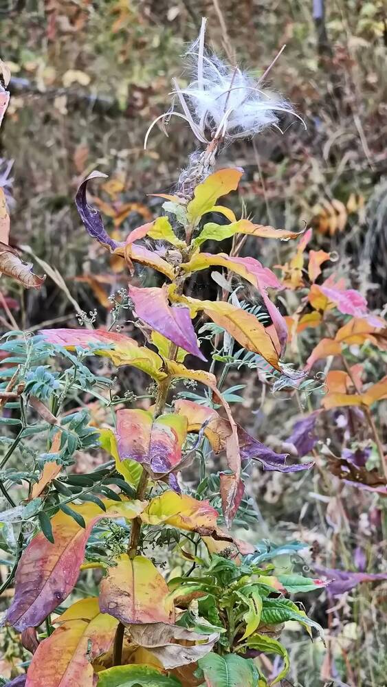 Photograph by Наталья Баранова