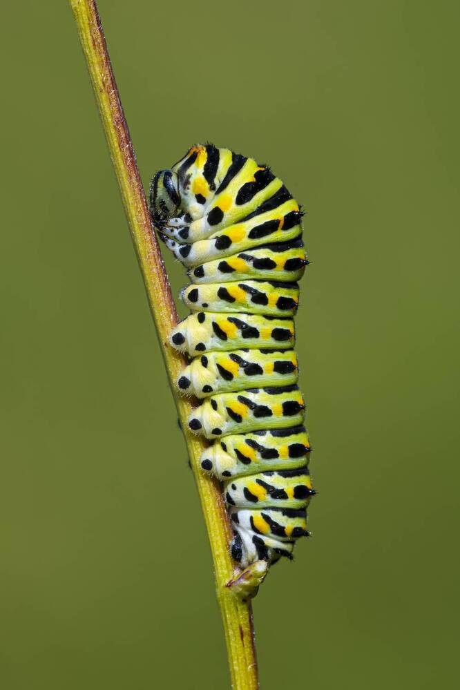 Photograph by Camilla Zocchi