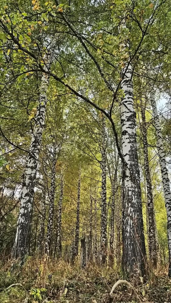 Photograph by Наталья Баранова