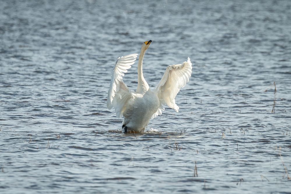 Photograph by Альварис Сукманюк
