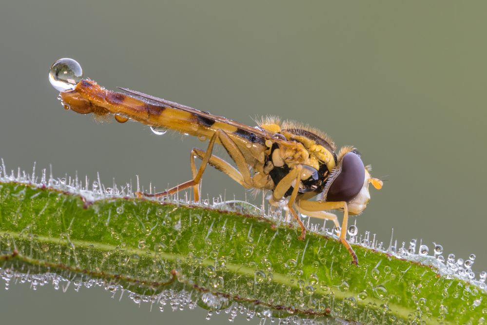 Photograph by Massimo Tamajo